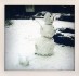 Walk the Snowdog