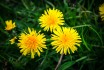 [107-365] taraxacum cum formica